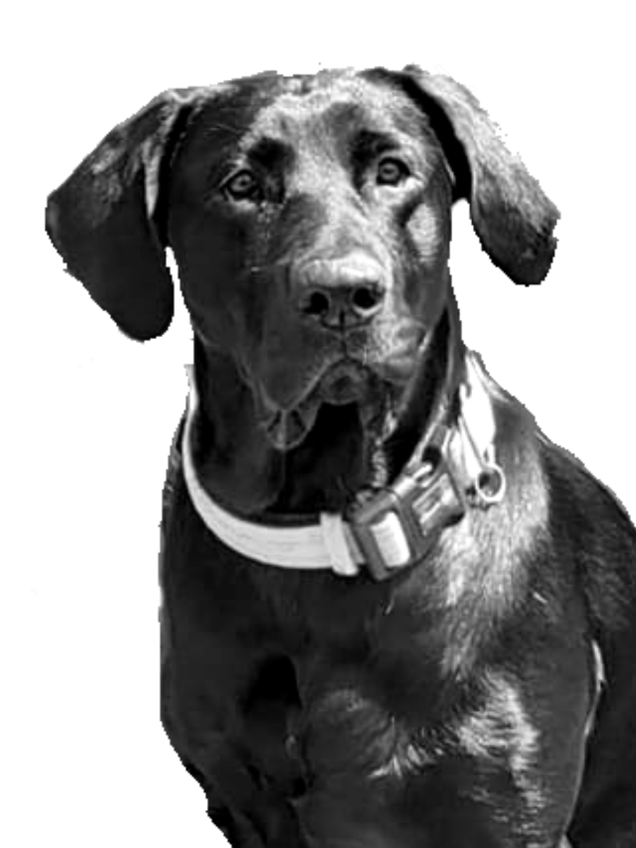 Lacy Bird, Implementation Onboarding Manager