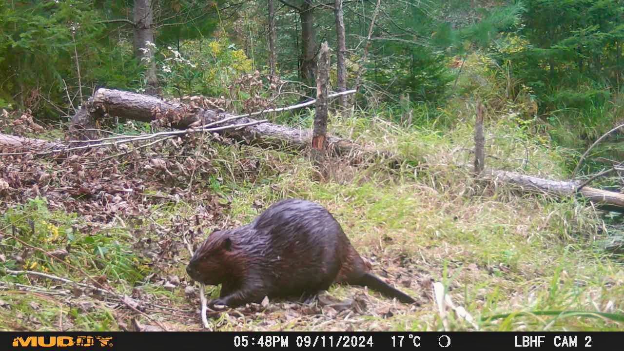 Beaver drama in the wild
