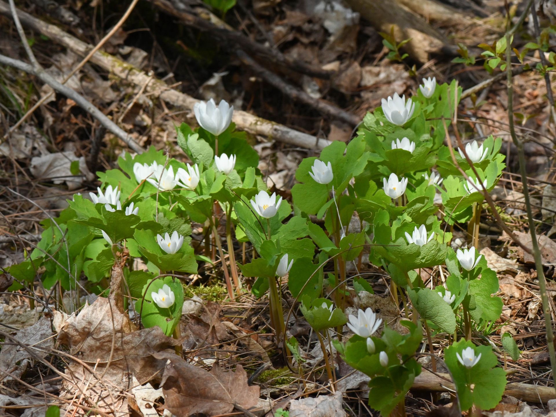 Bloodroot