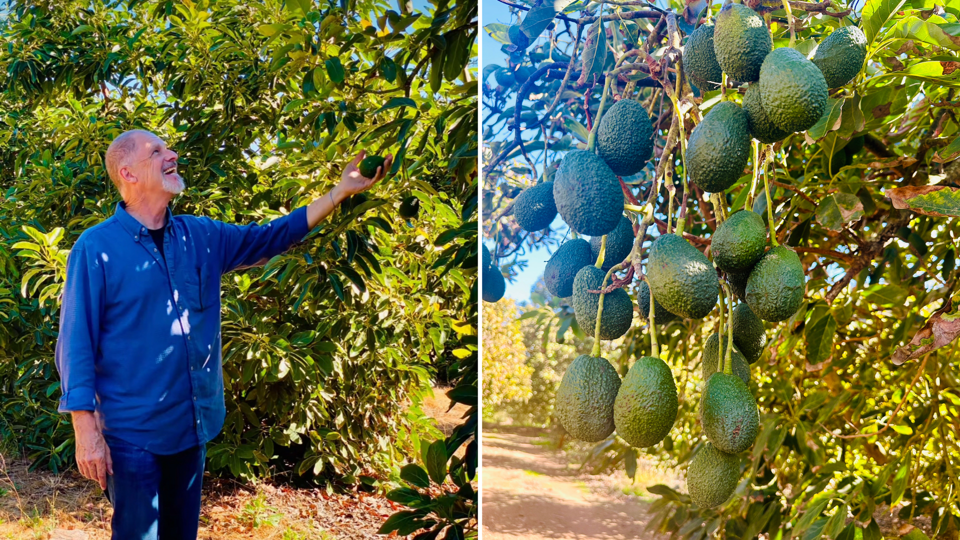 Man inspecting avocados in an orchard. Lush green leaves, sunlit. Close-up shows plentiful fruit hanging.