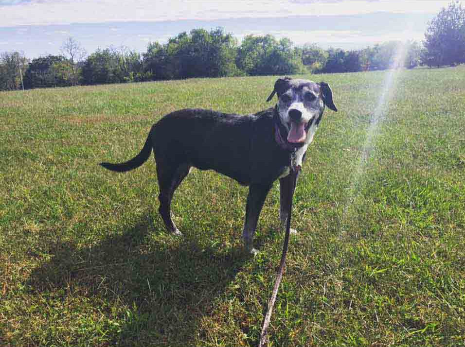 A black dog is standing on the grass with its mouth open.