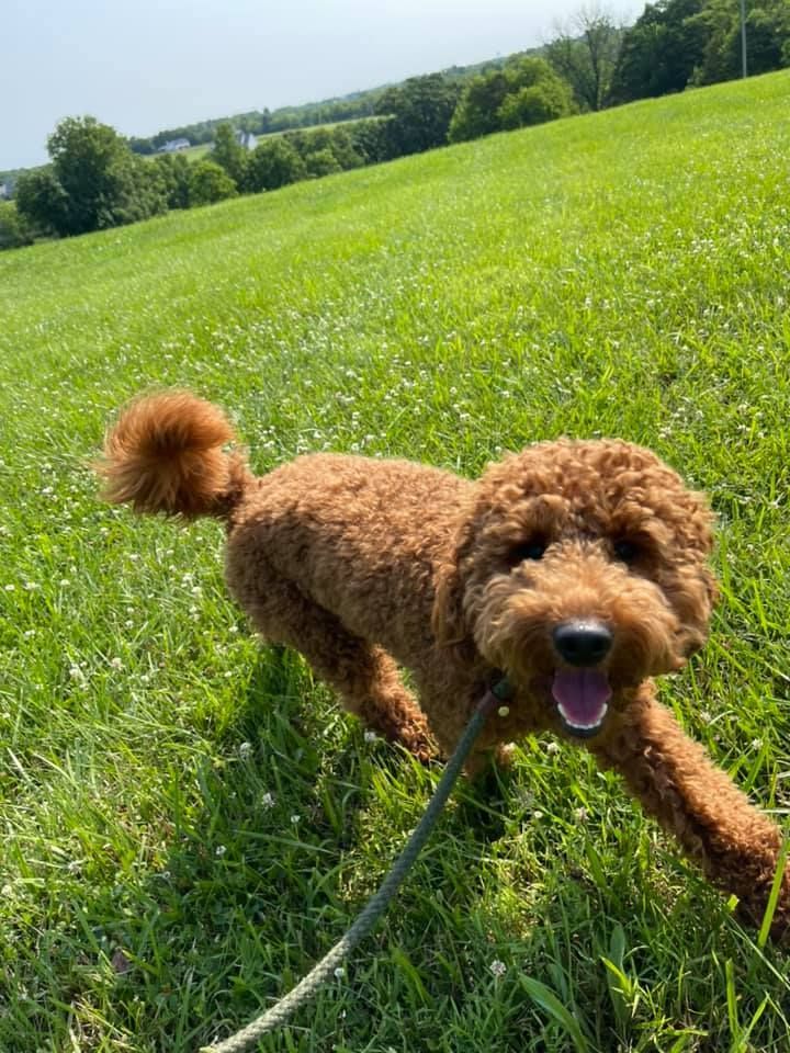 Happy dog with tongue out on grass