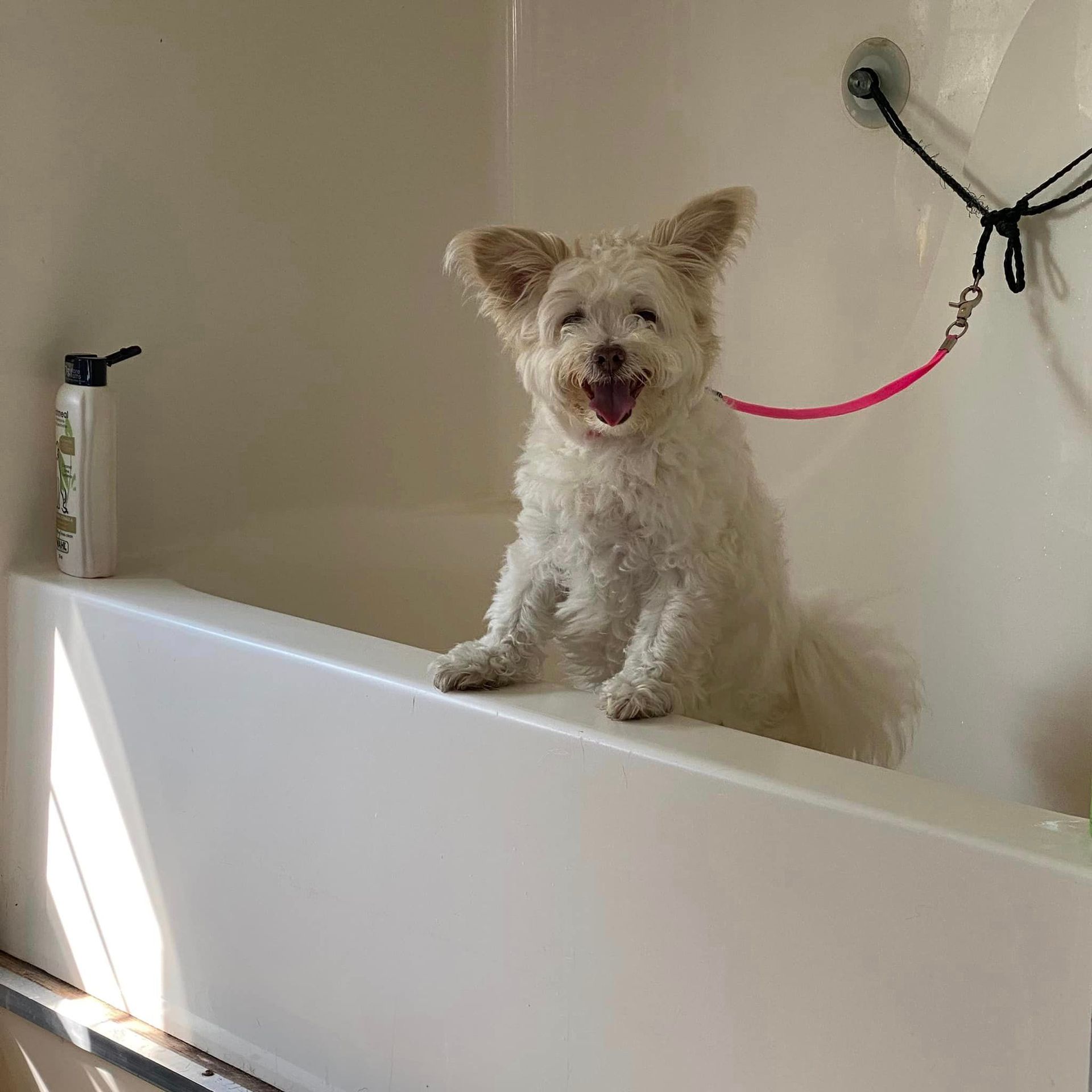 A small white dog is sitting in a bathtub, getting a bath.