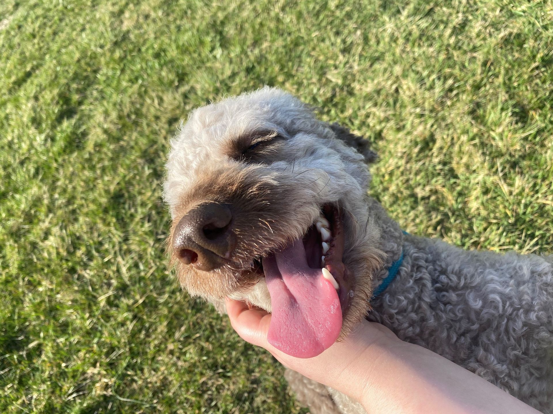 A brown dog is sitting on the grass with its tongue out.