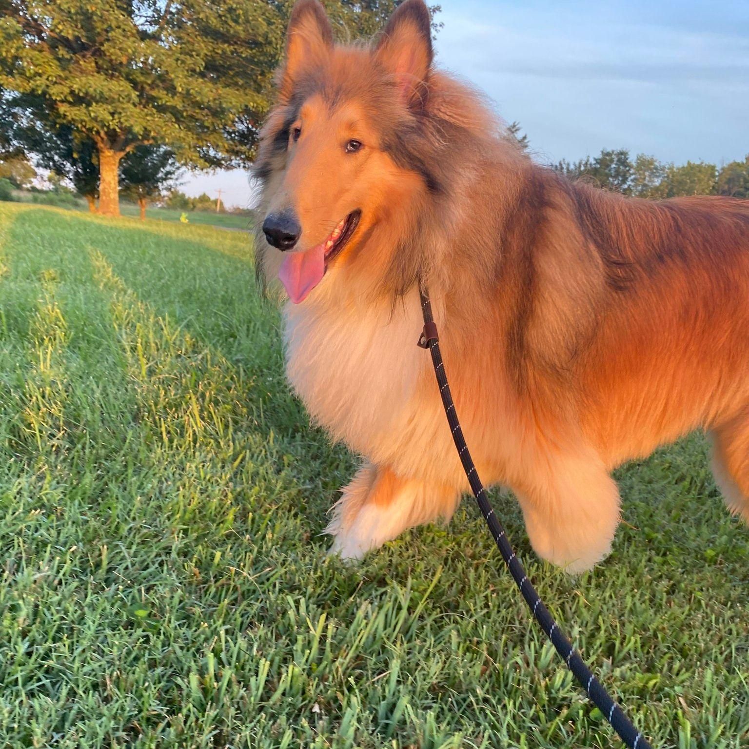 A collie is smiling on a walk in the grass.