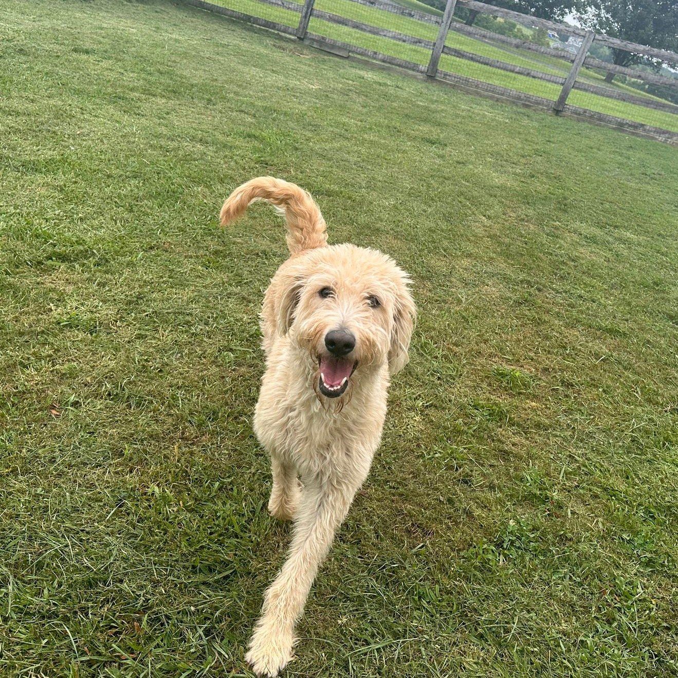 A happy golden doodle is standing on the grass.