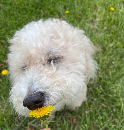 A curly-haired dog is lying on the grass, looking up.