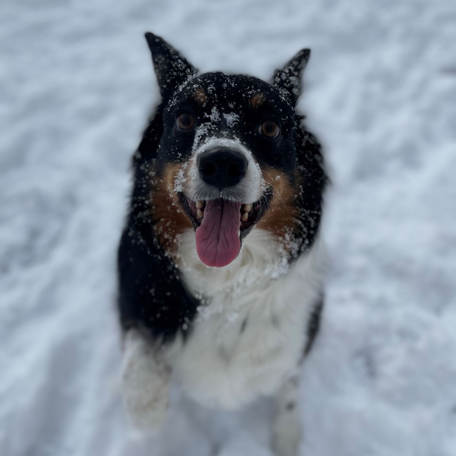 A black and white dog with its tongue out, standing in the snow.