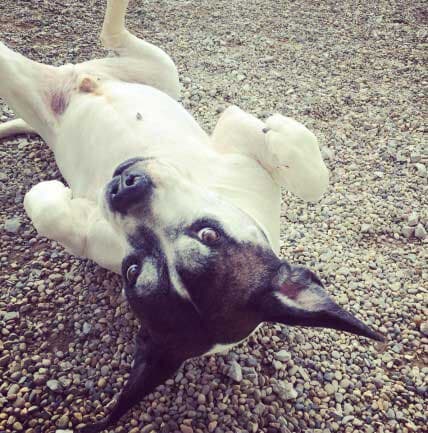 Dog is lying on its back.
