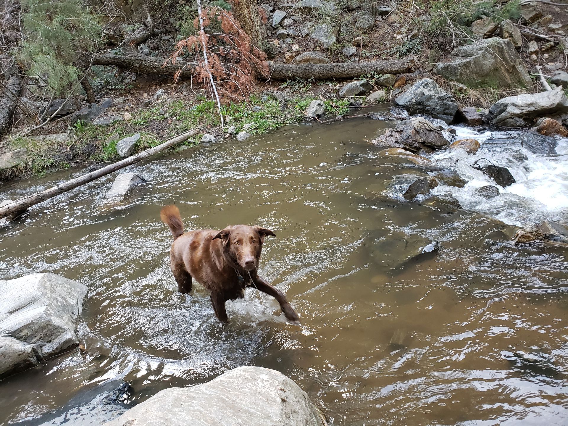Brown dog in water