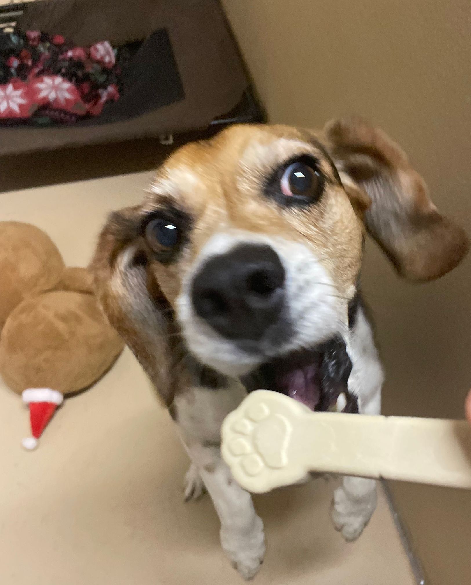 Beagle eating a dog treat in its kennel.