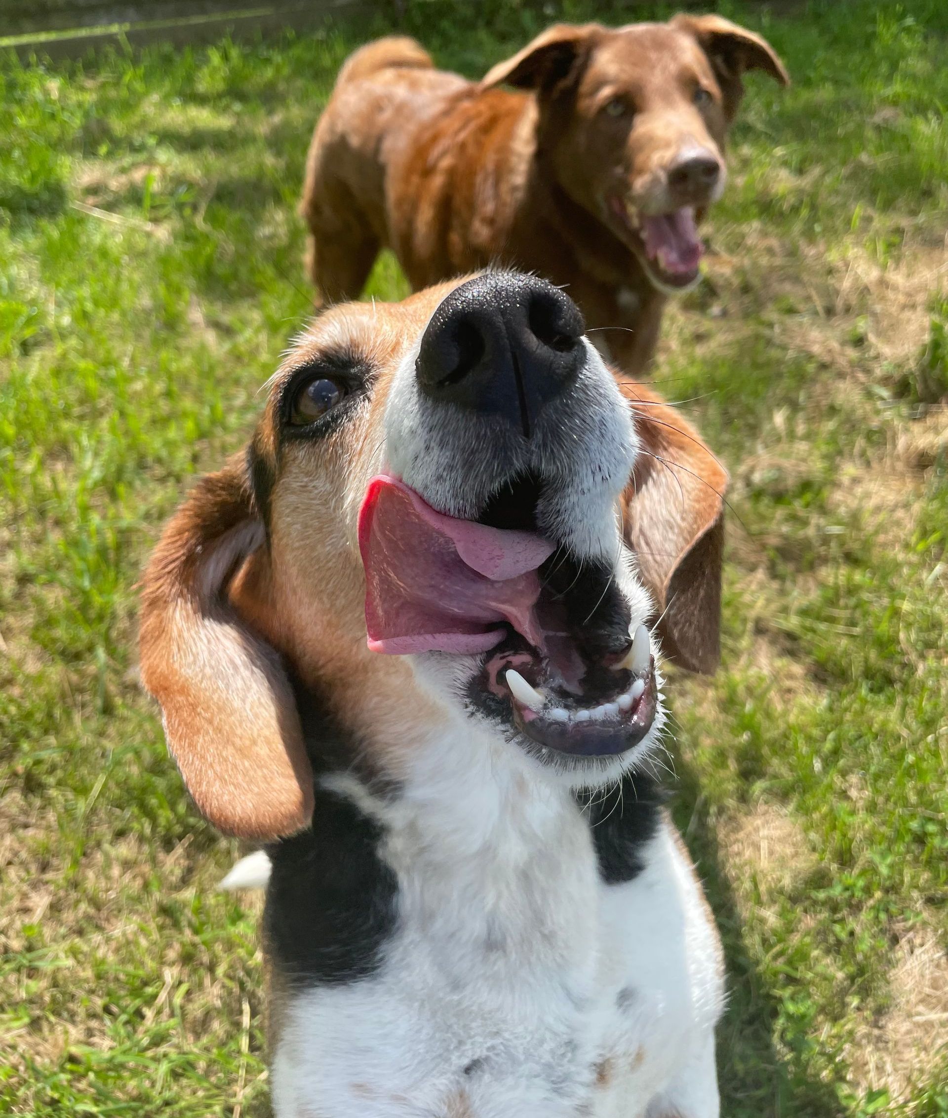 A close-up of a beagle's face, with the dog standing on the grass.