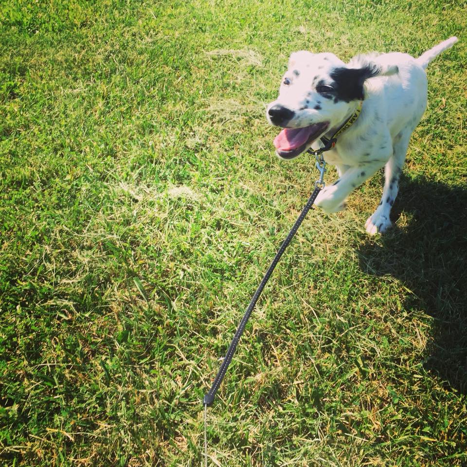 Happy dog on a walk