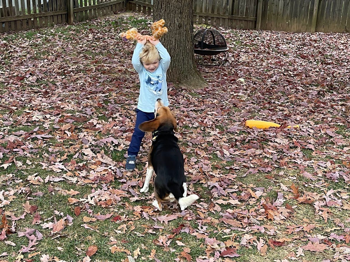 Boy playing with dog in leaves