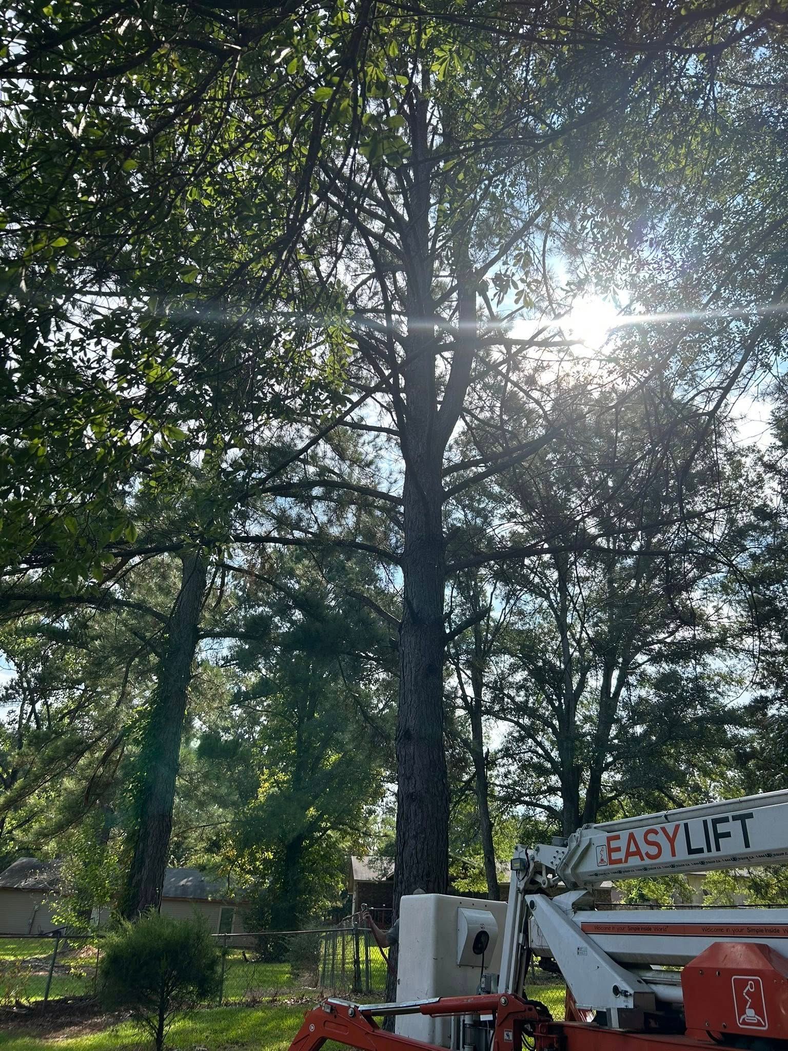Tall trees in a sunny park with a cherry picker and work truck below