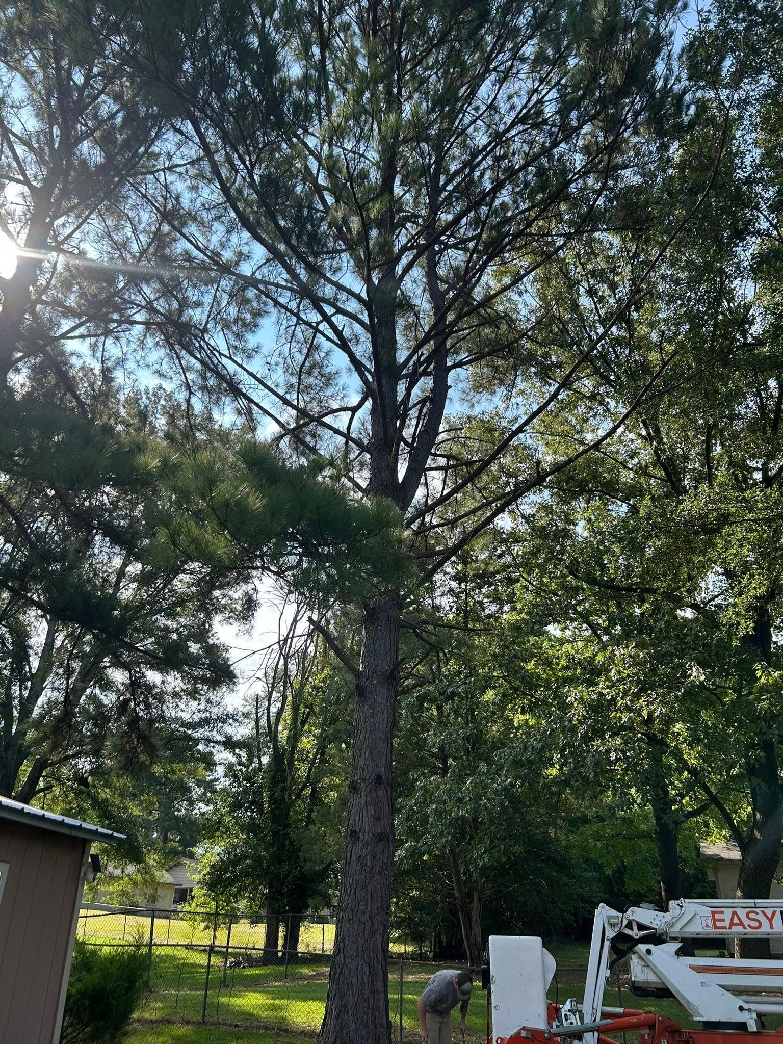 Tall tree in a green yard with a small shed and chairs under a bright sky.