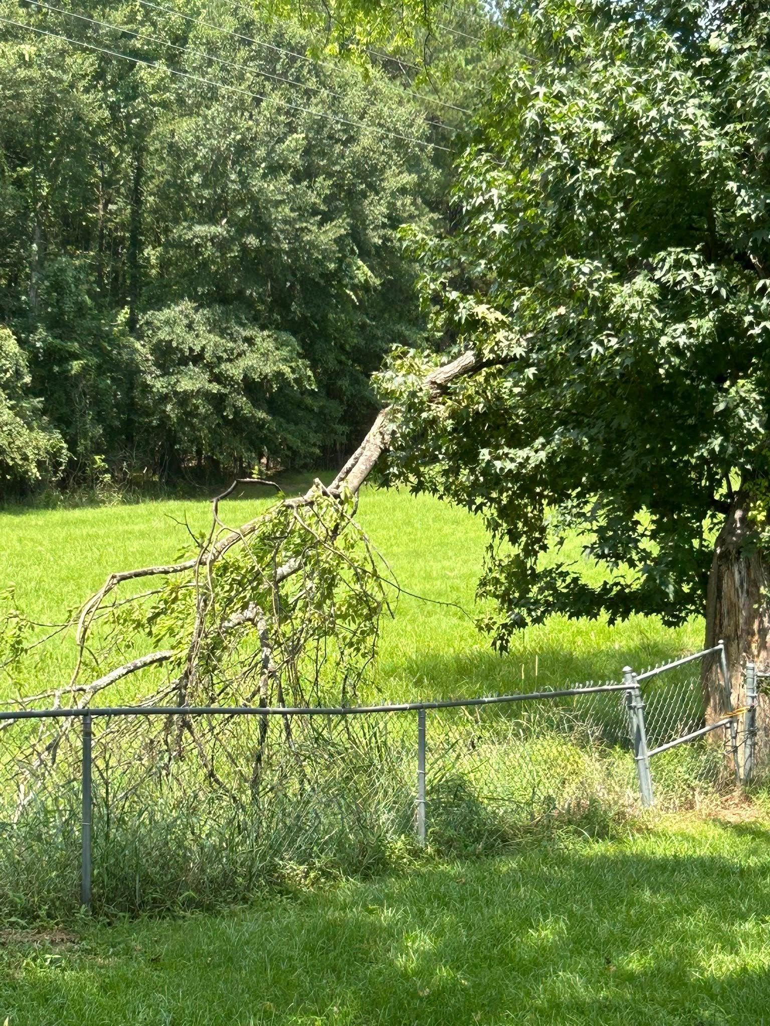 Leaning tree branch over a chain-link fence in a grassy yard, with dense green trees in the background