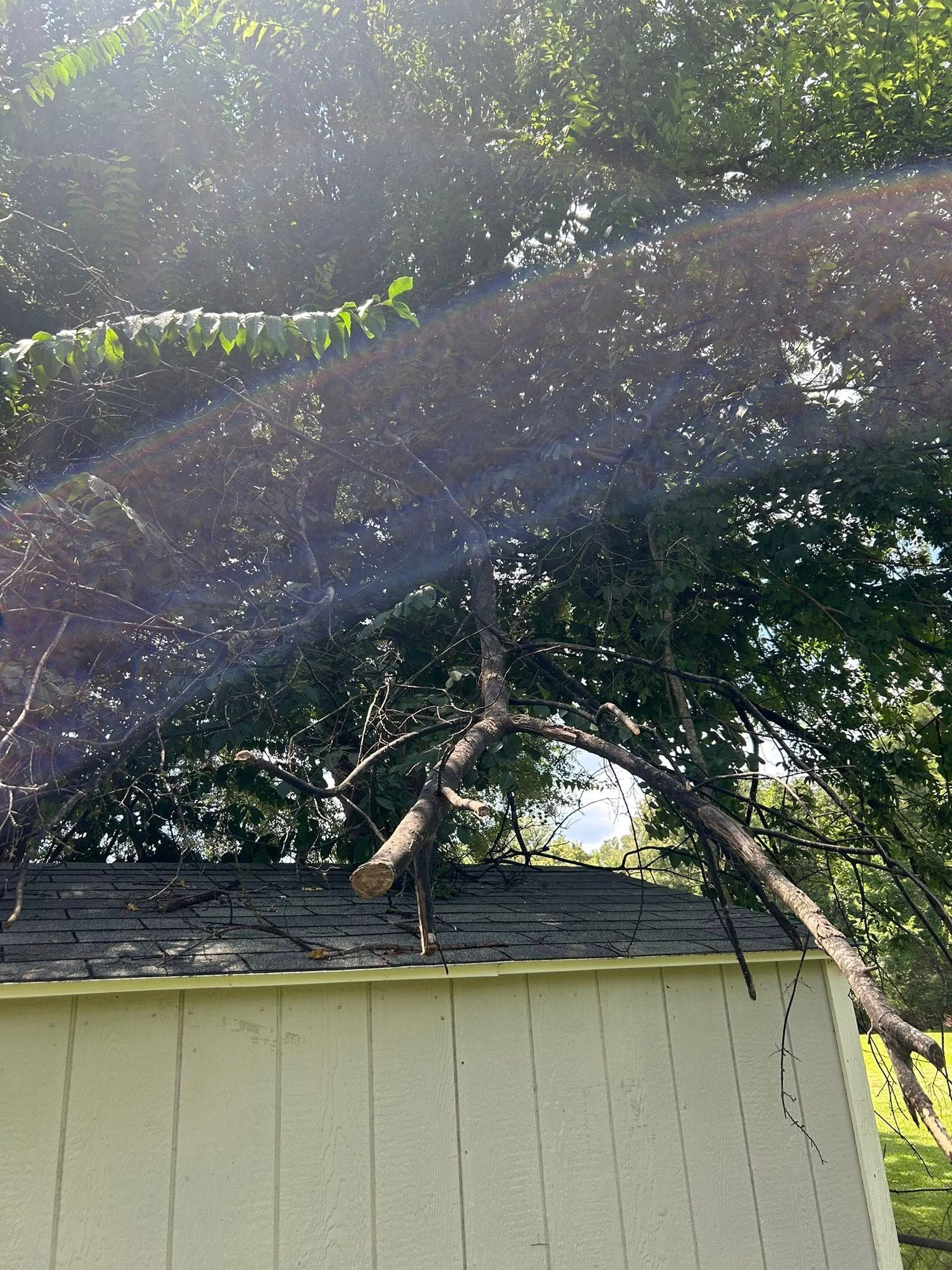 Sunlight through netting over a tree canopy above a small shed roof