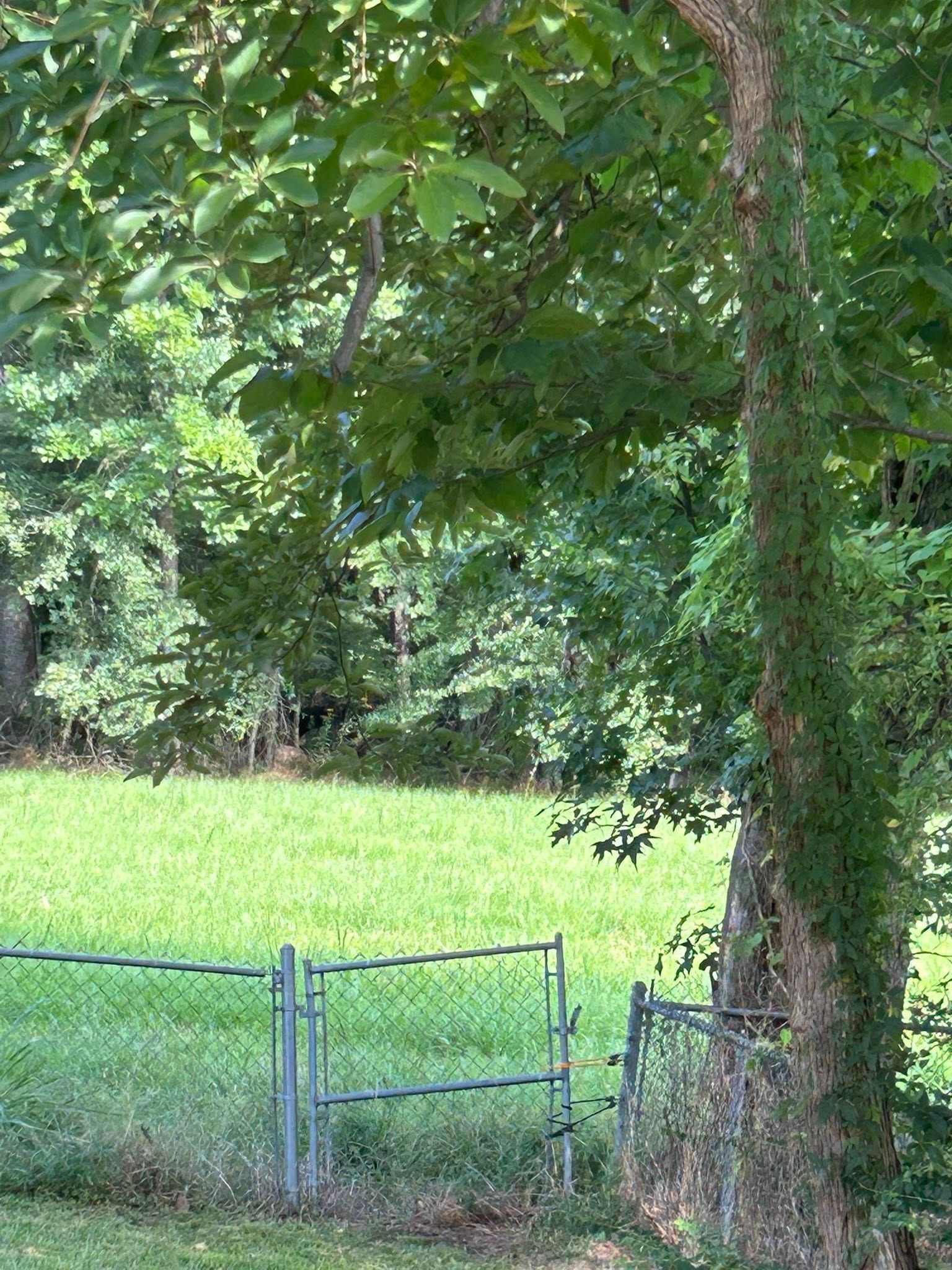 Tree beside a small metal fence overlooking a grassy field and wooded background