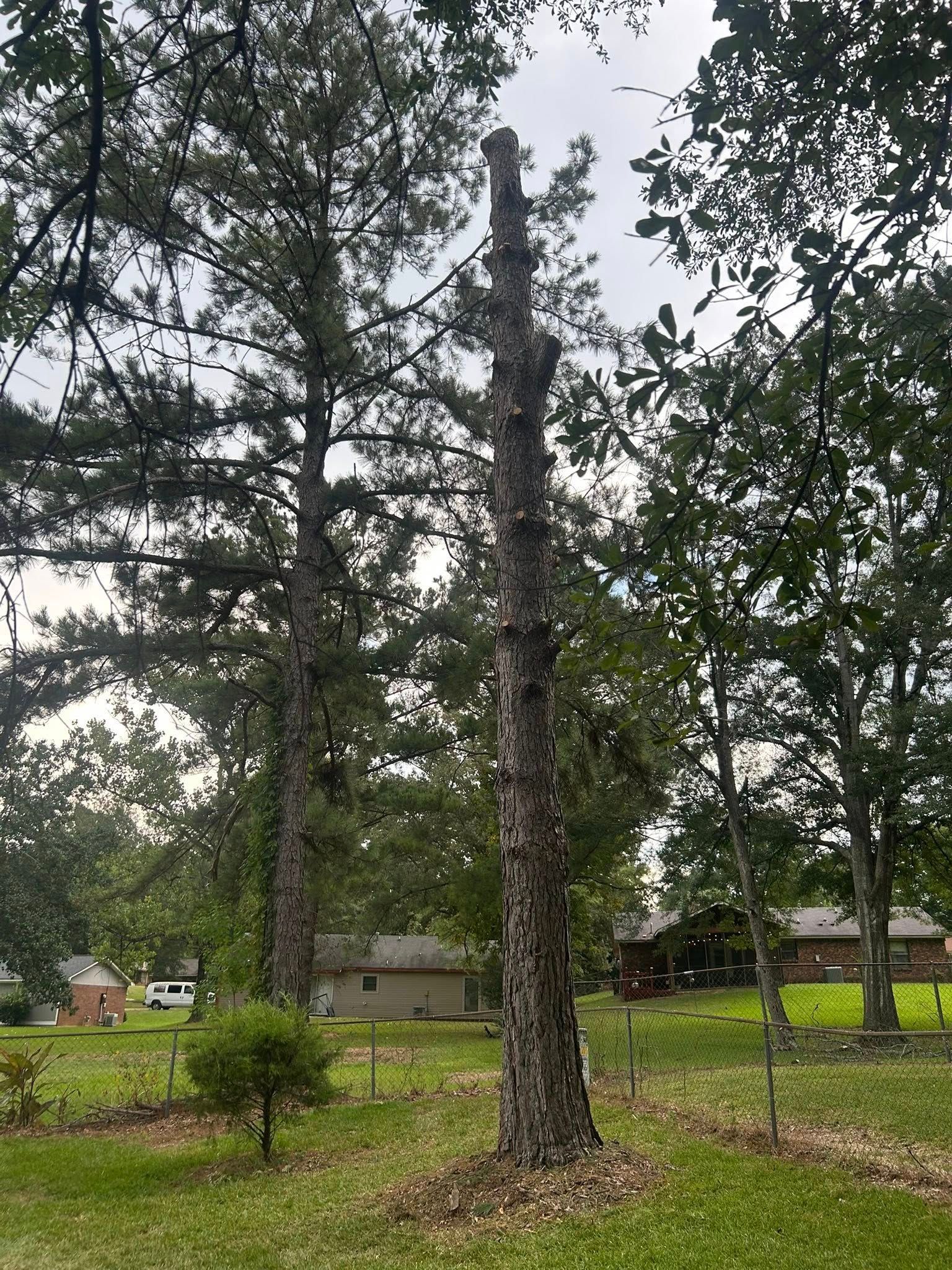 Tall tree in a grassy yard with houses in the background