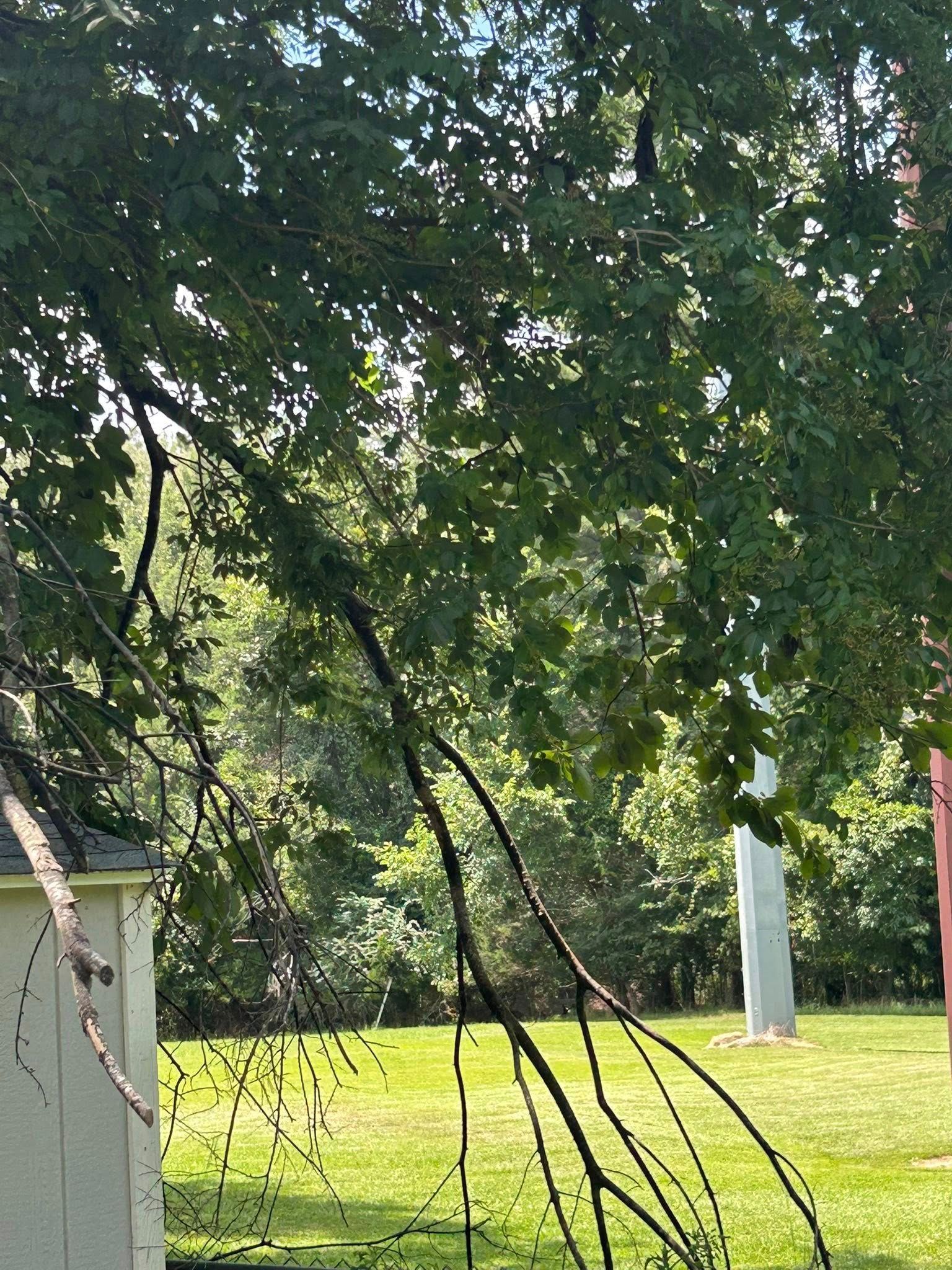 Tree branches hanging over a grassy yard with a chain-link fence and small shed in the background