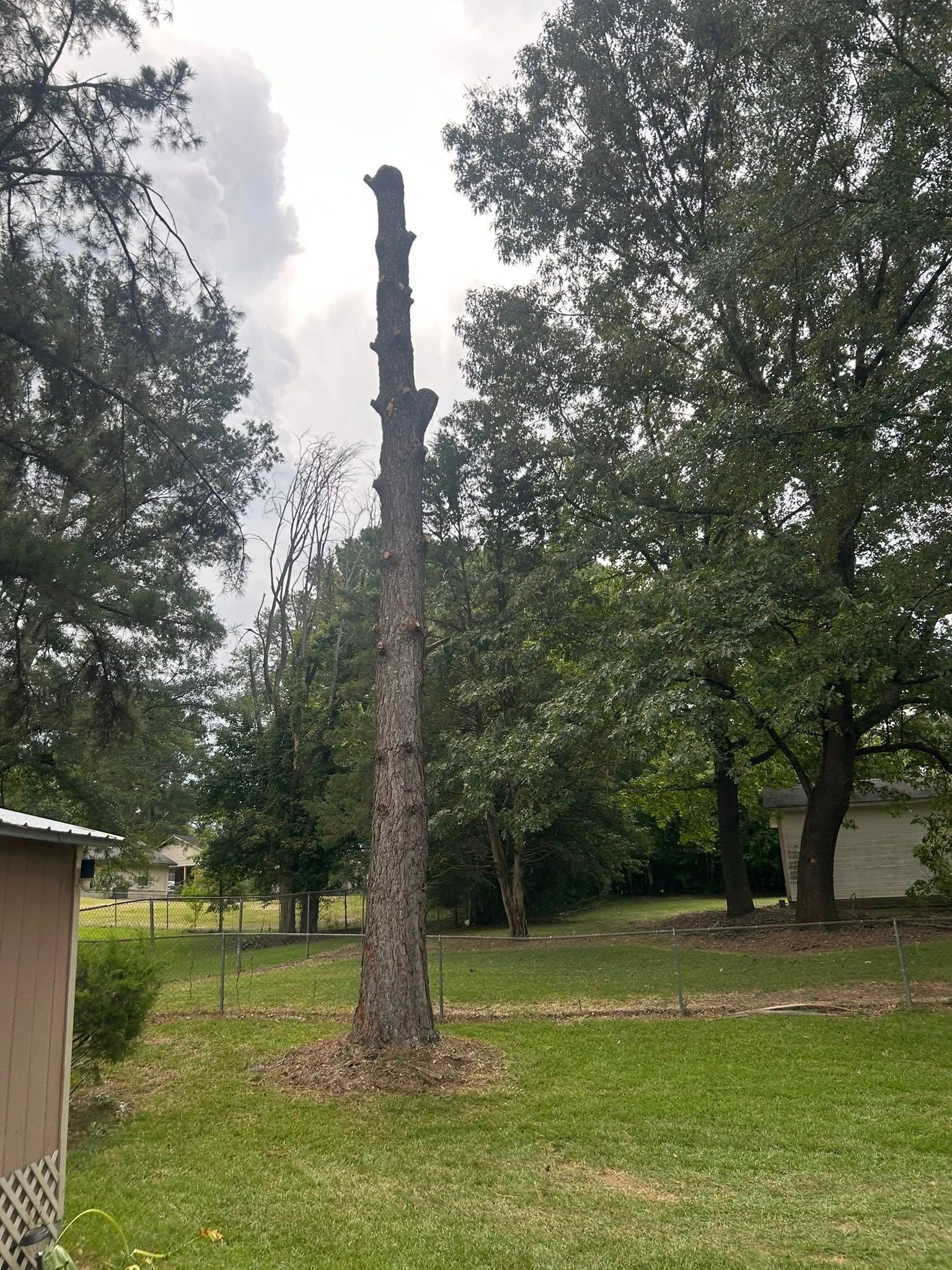 Tall dead tree trunk in a grassy yard, surrounded by green trees and a small shed.