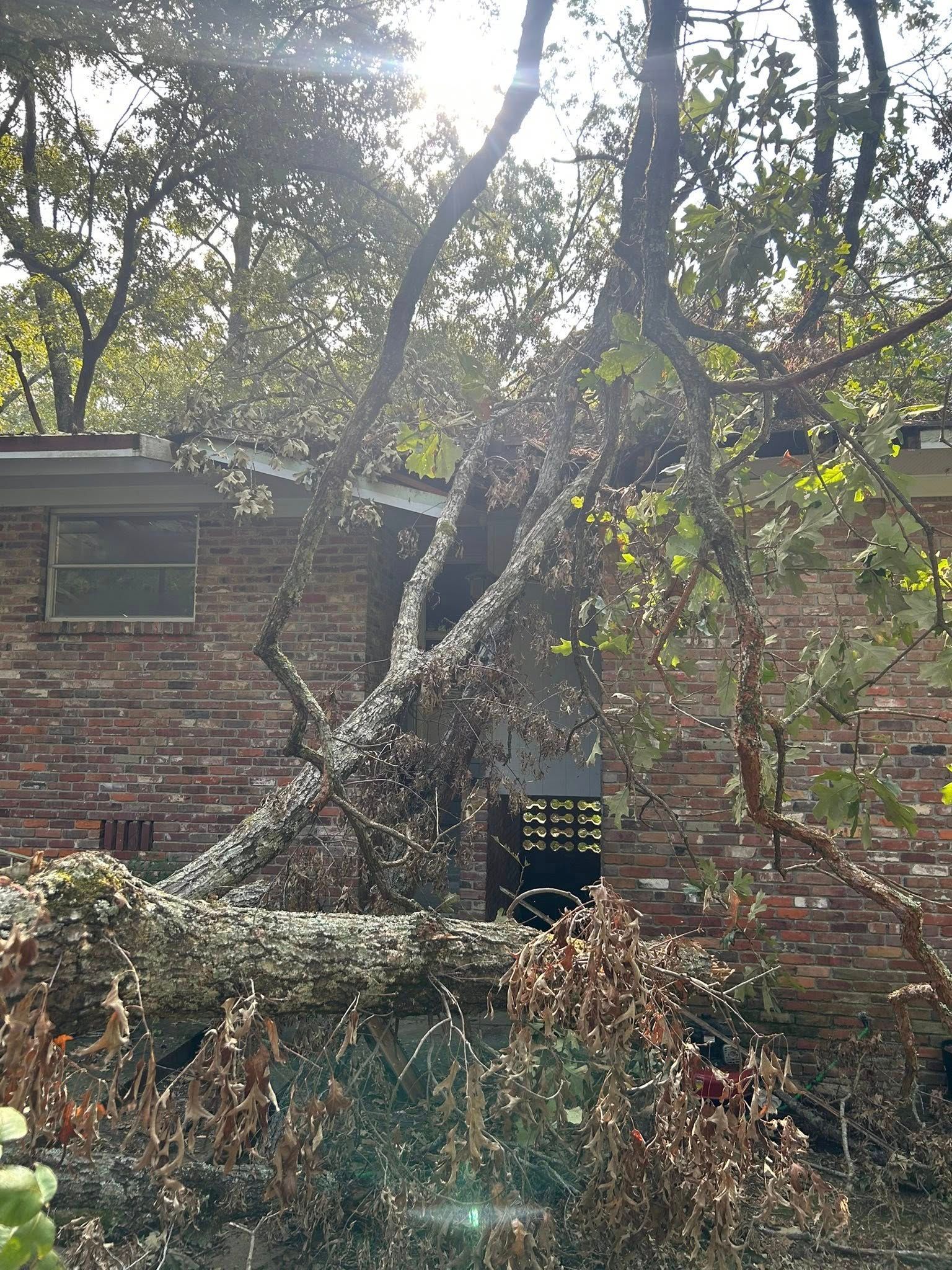 Fallen tree leaning against a brick building, with dense branches and sunlight filtering through the leaves.