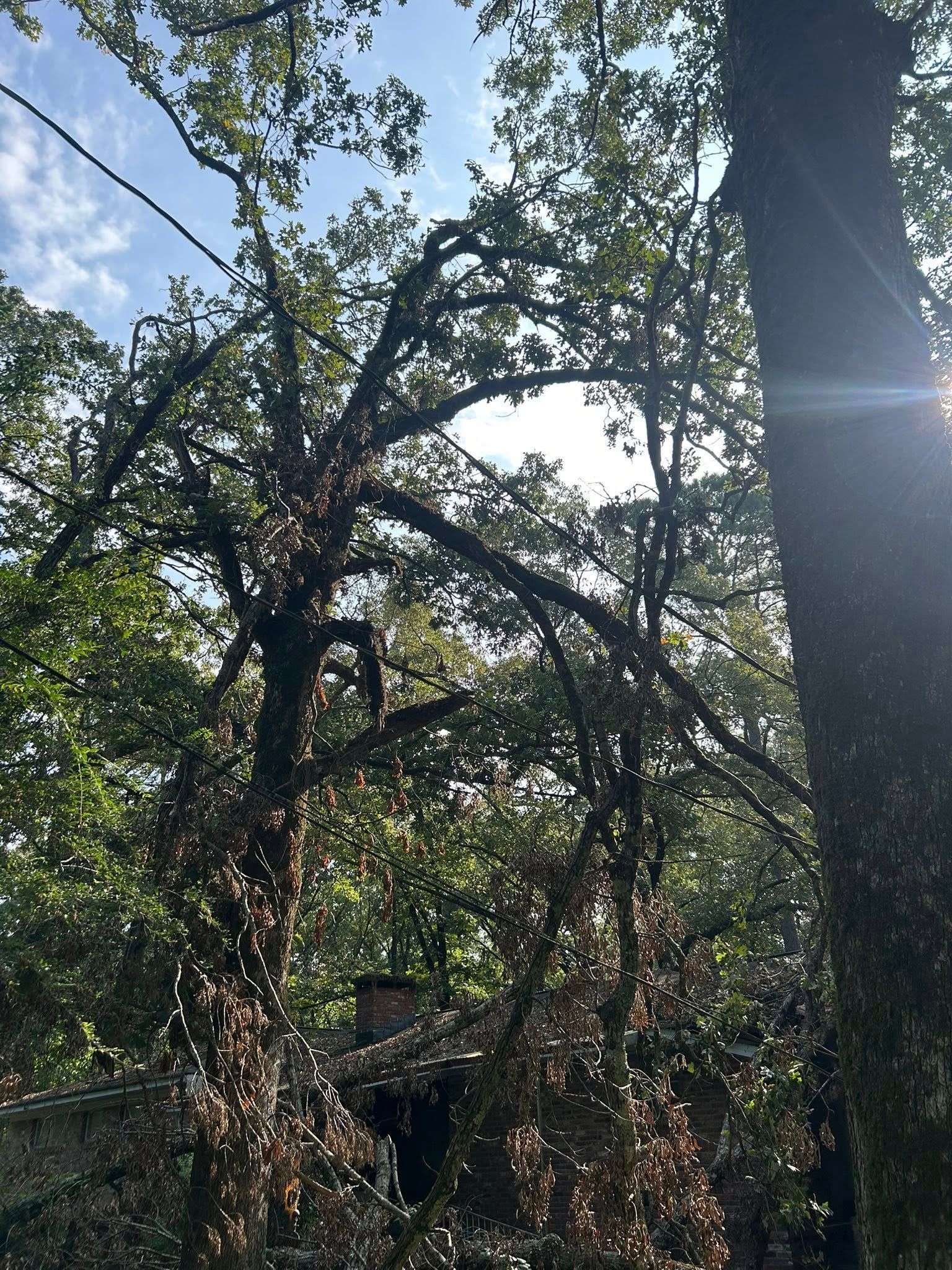 Sunlit wooded area with tangled tree branches and a person partially visible among the foliage