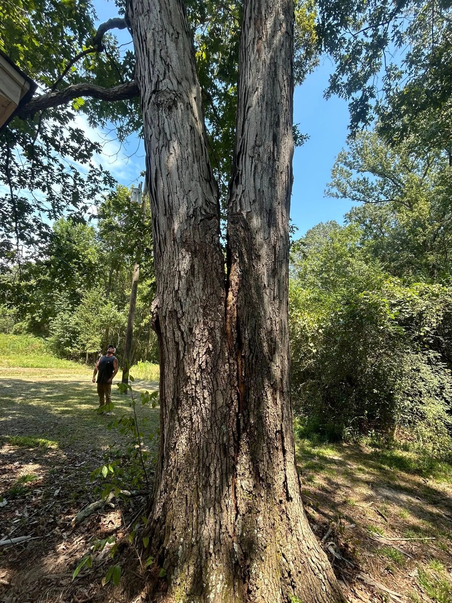 Two large tree trunks in a sunny wooded clearing, with a person walking in the background.