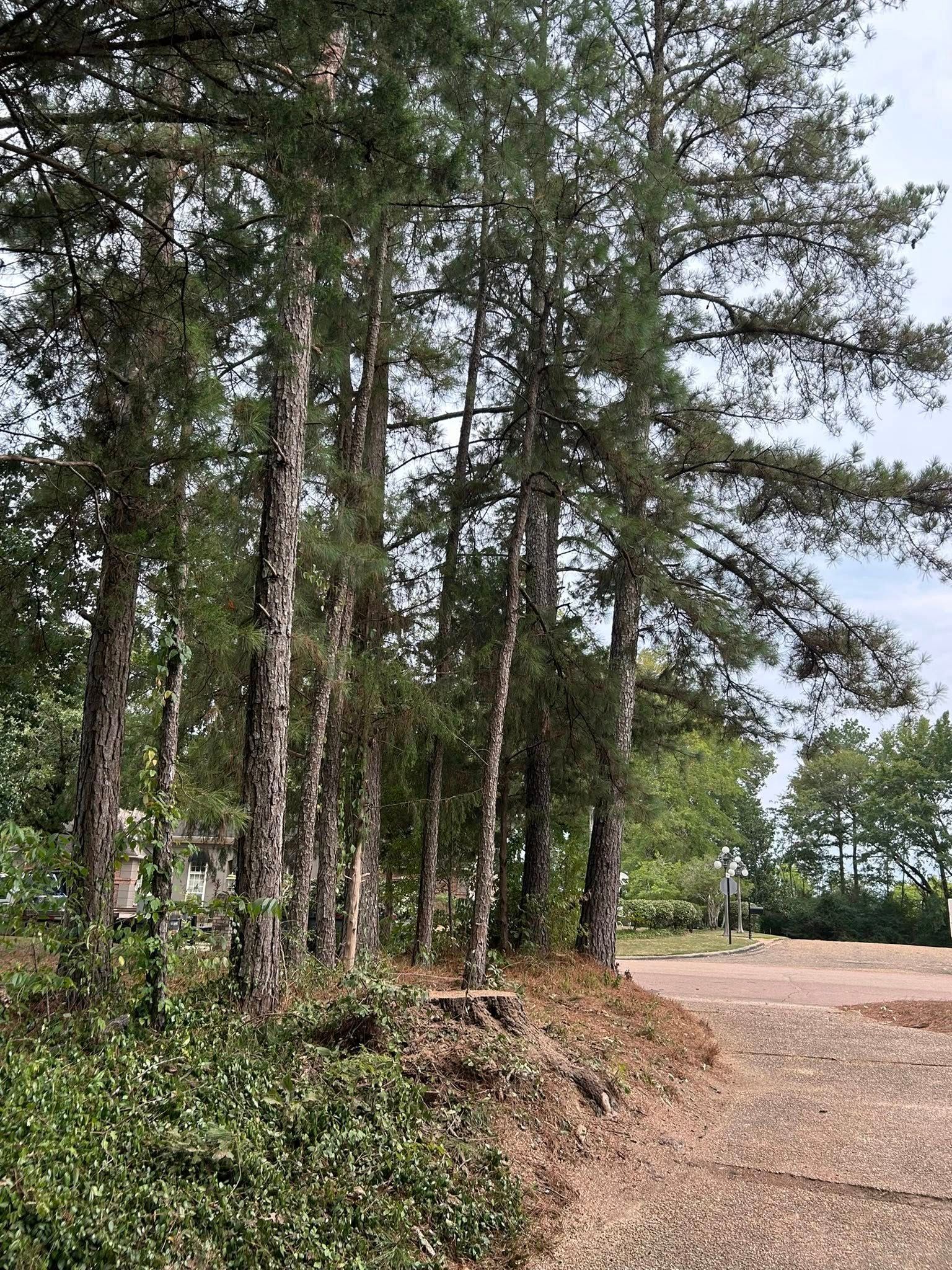 Tall pine trees line a dirt road beside an open, sandy clearing