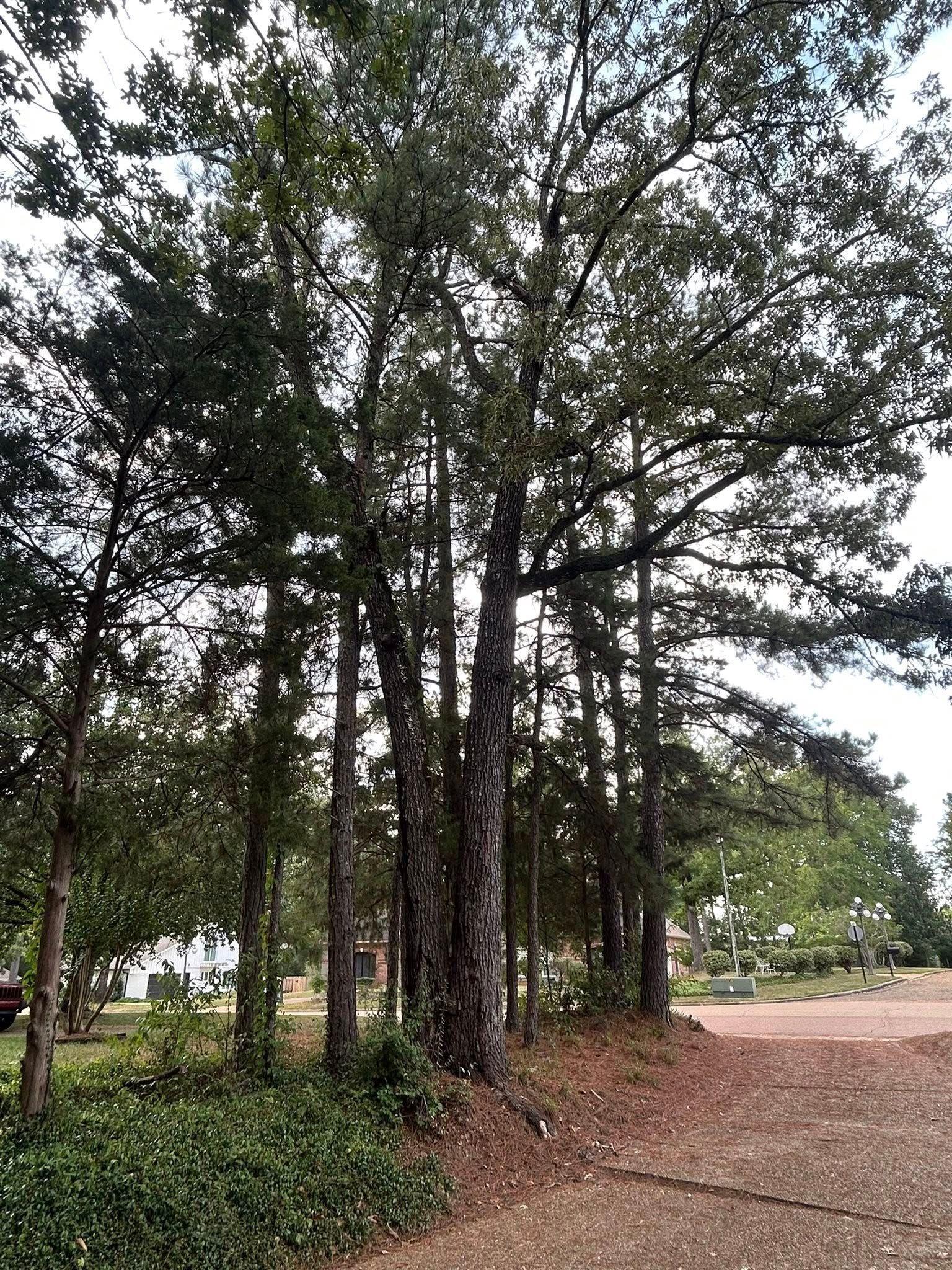 Tall pine trees beside a dirt path in a wooded park area