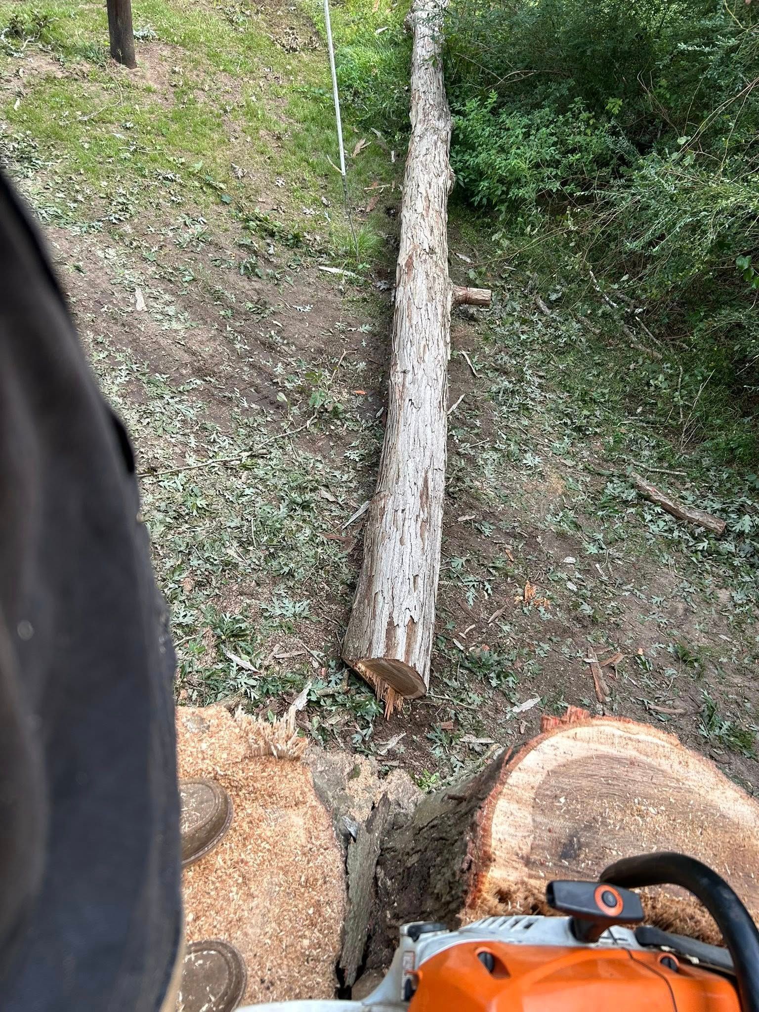 Cut tree trunk lying on the ground beside a chainsaw and wood logs in a grassy area