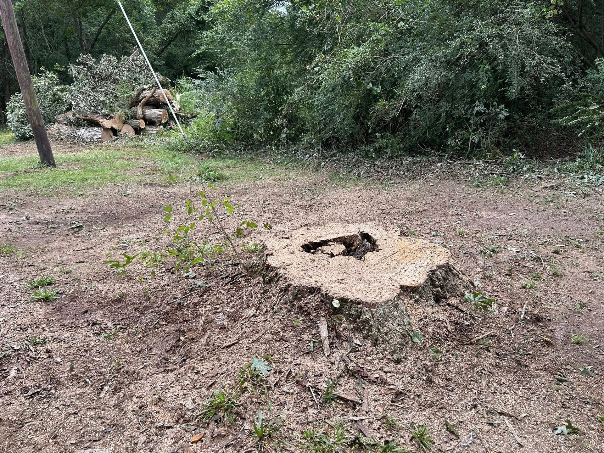 Forest floor with a large cut tree stump surrounded by dry leaves and brush.
