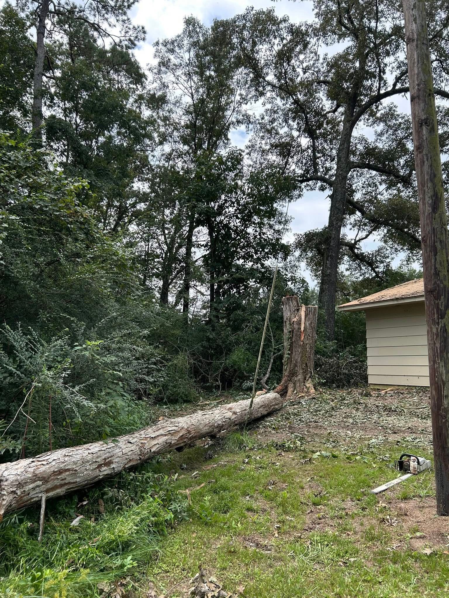 Fallen tree trunk lying across a grassy yard beside a house, with dense woods in the background.