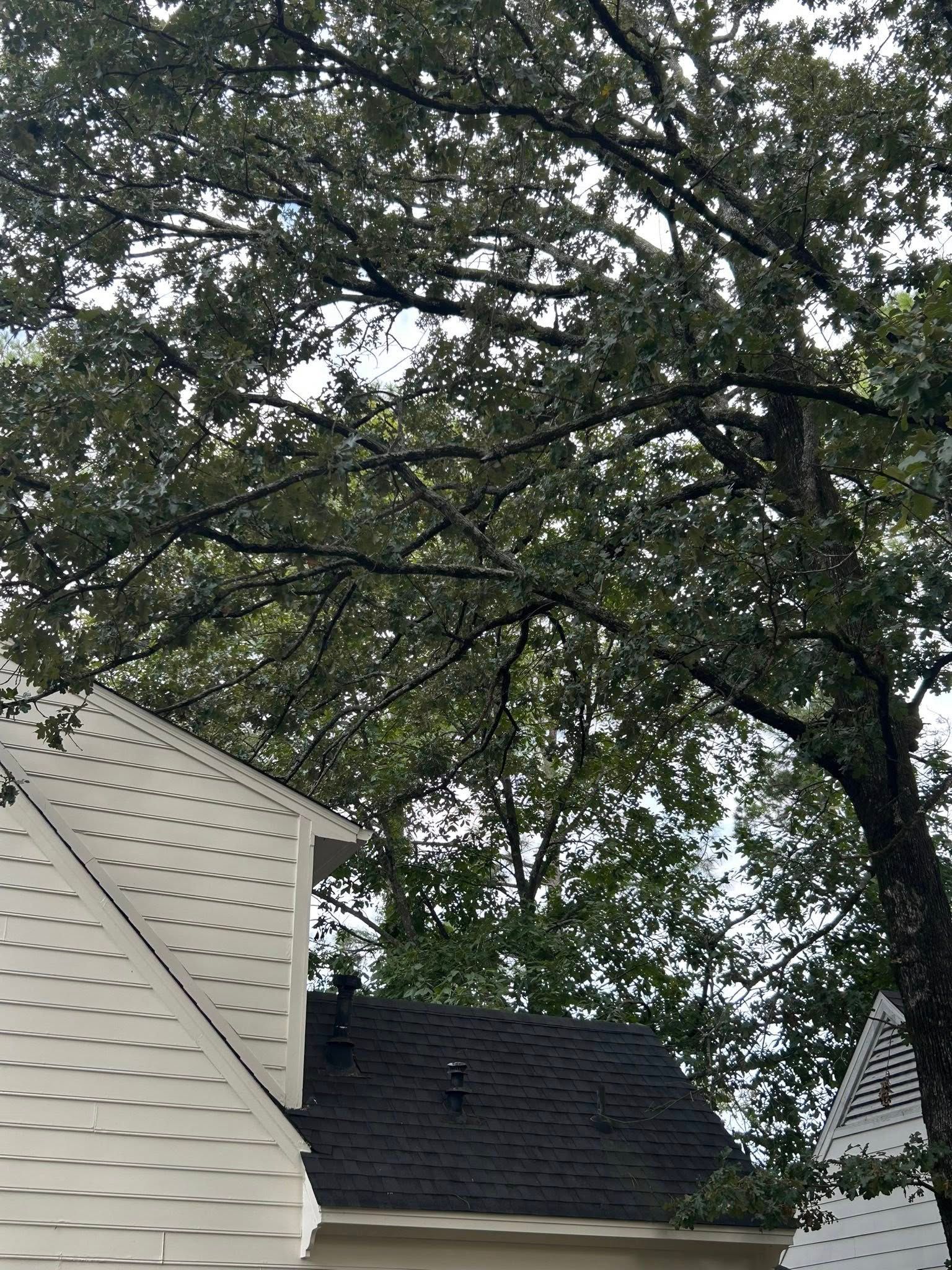 Tree canopy over house rooftops and gables
