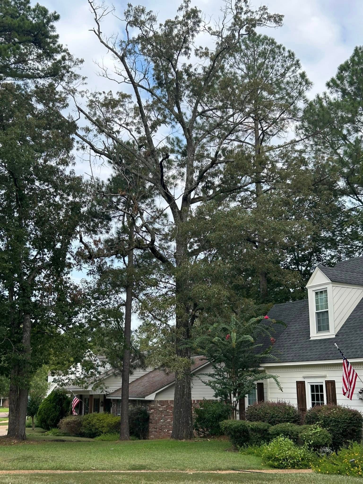 Suburban house with tall trees and an American flag in the front yard.