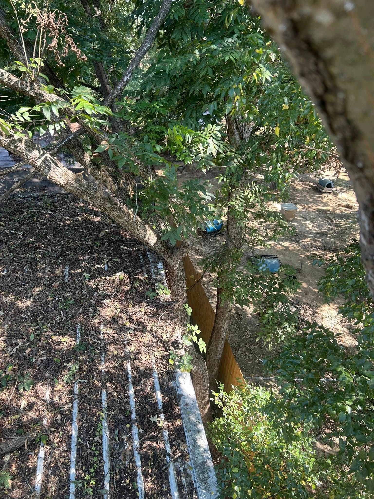 Wooded ravine with a small creek, tree branches, and a corrugated metal roof in the foreground