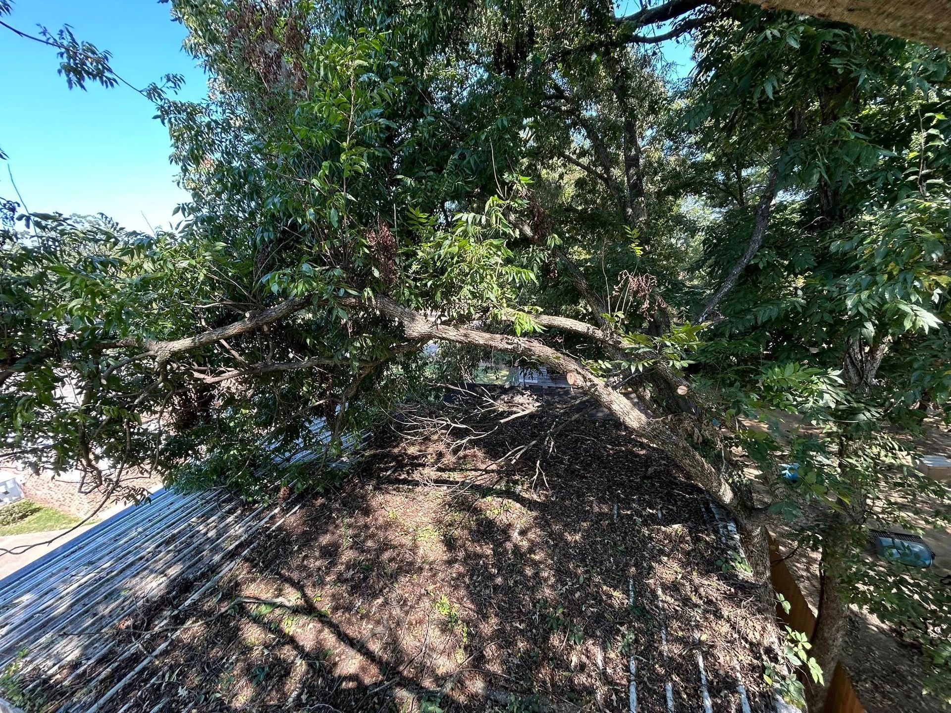 Tree canopy over a thatched roof in a sunny rural setting