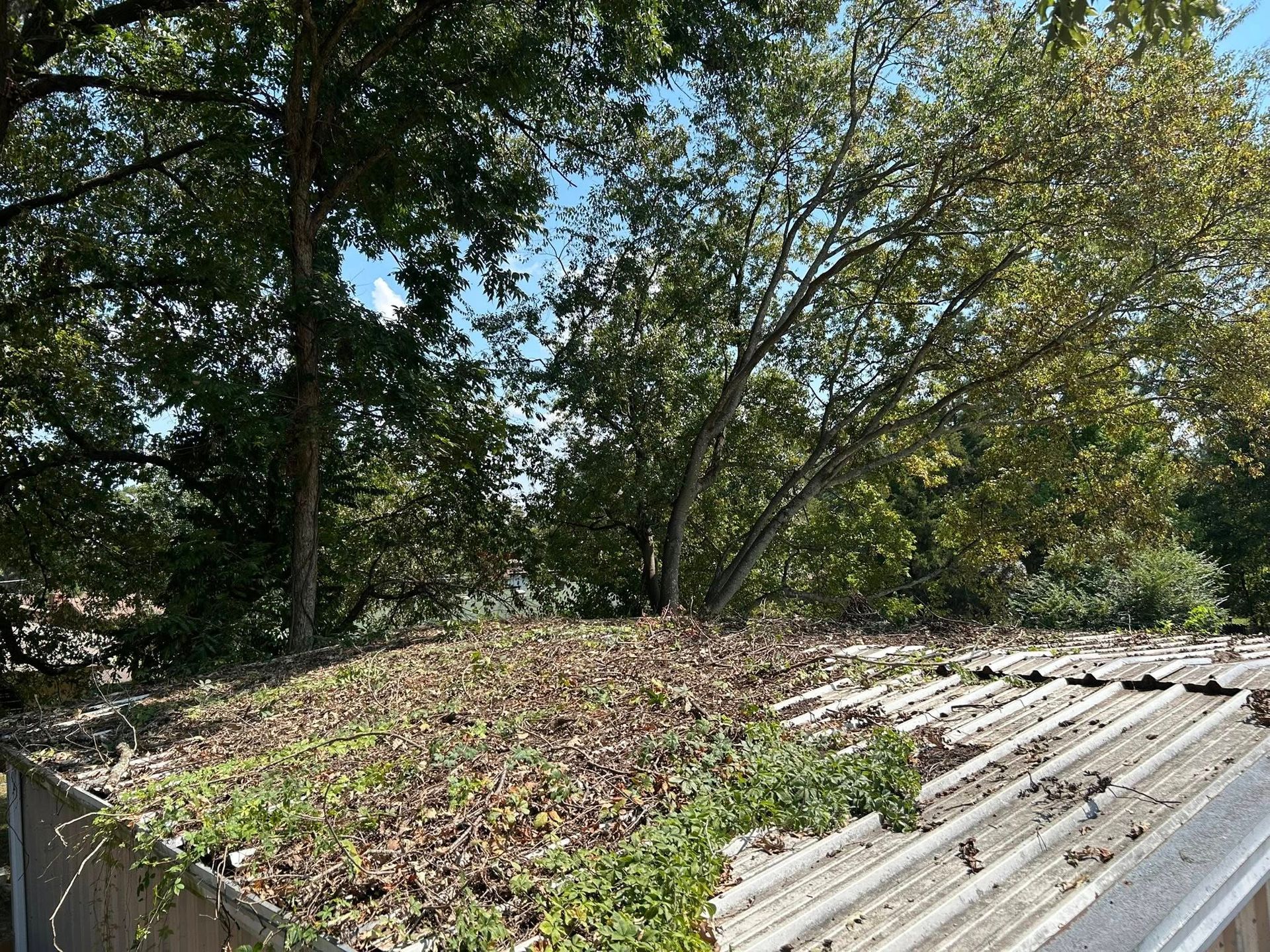 Wooded hillside with fallen leaves and a concrete drainage channel beside a road