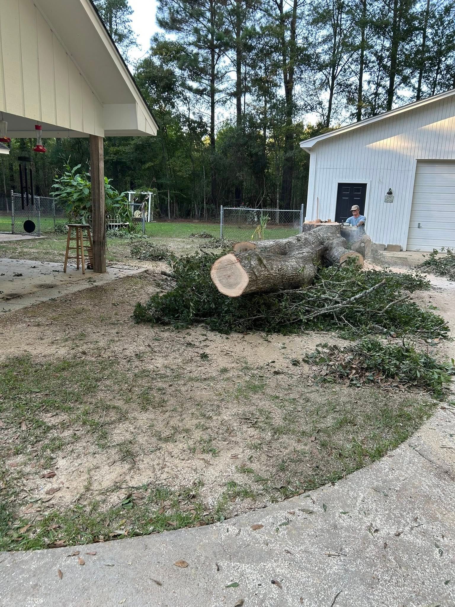 Fallen tree trunk and branches on a yard beside a white shed and gravel driveway.