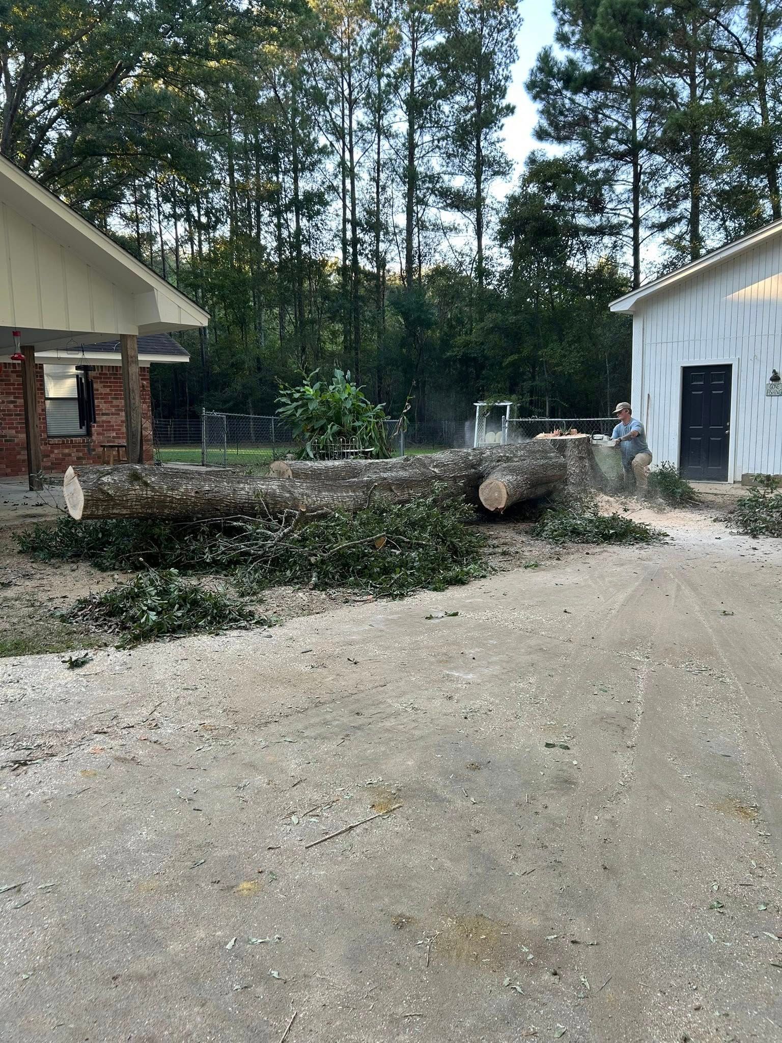 Gravel driveway between two buildings, with a large tree stump and tall pine trees in the background.