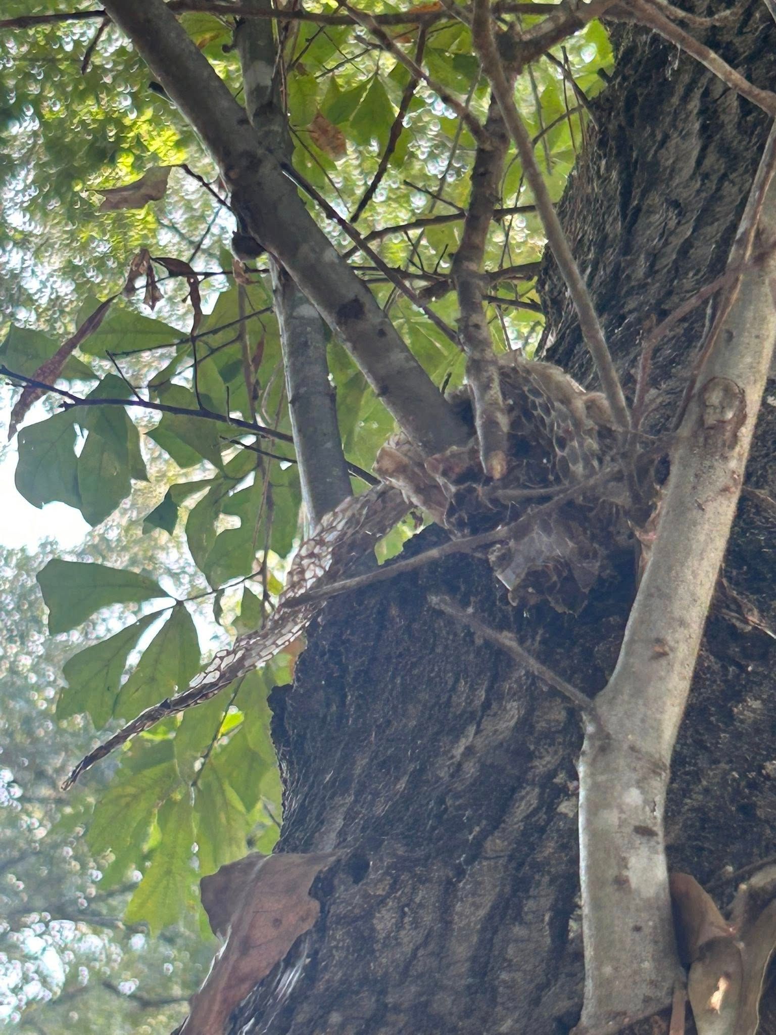 Tree trunk with a large nest or clump of branches high in the canopy against green leaves.