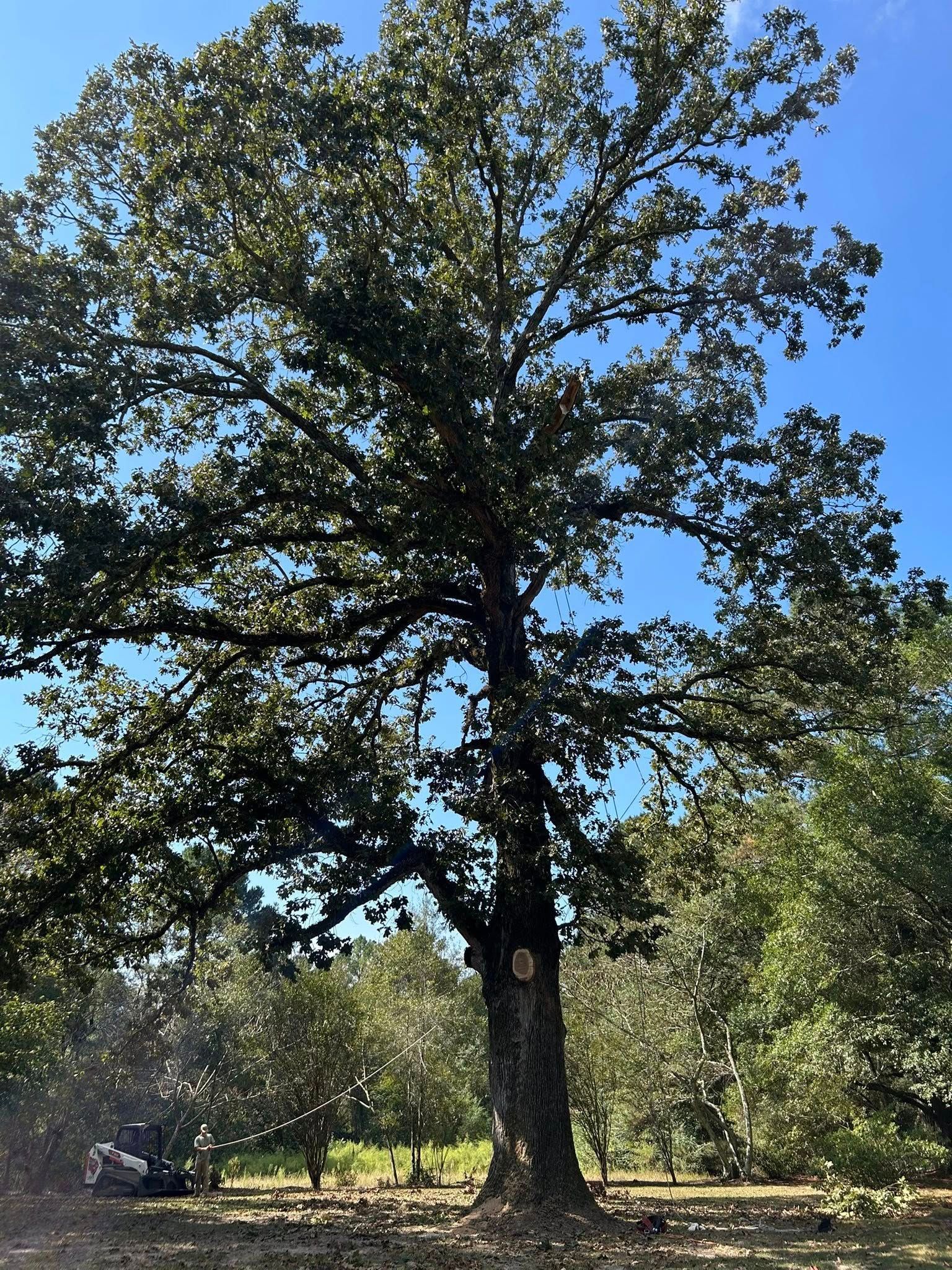 Large leafy tree in a sunny grassy area under a clear blue sky