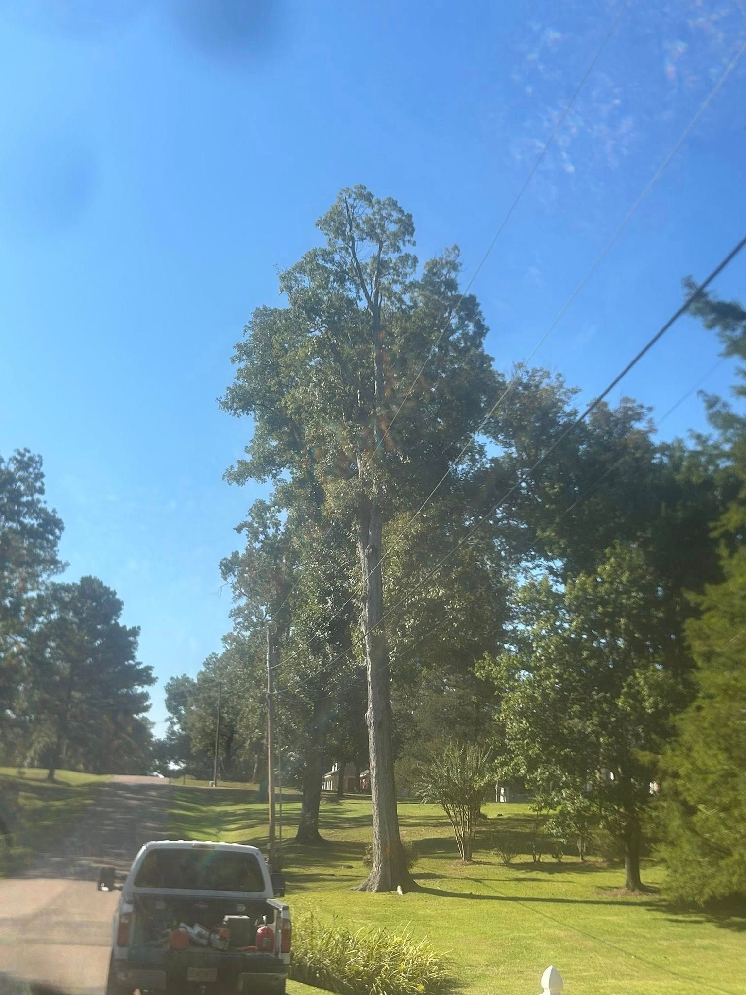 Car parked on a sunny tree-lined road in a green park under a blue sky.
