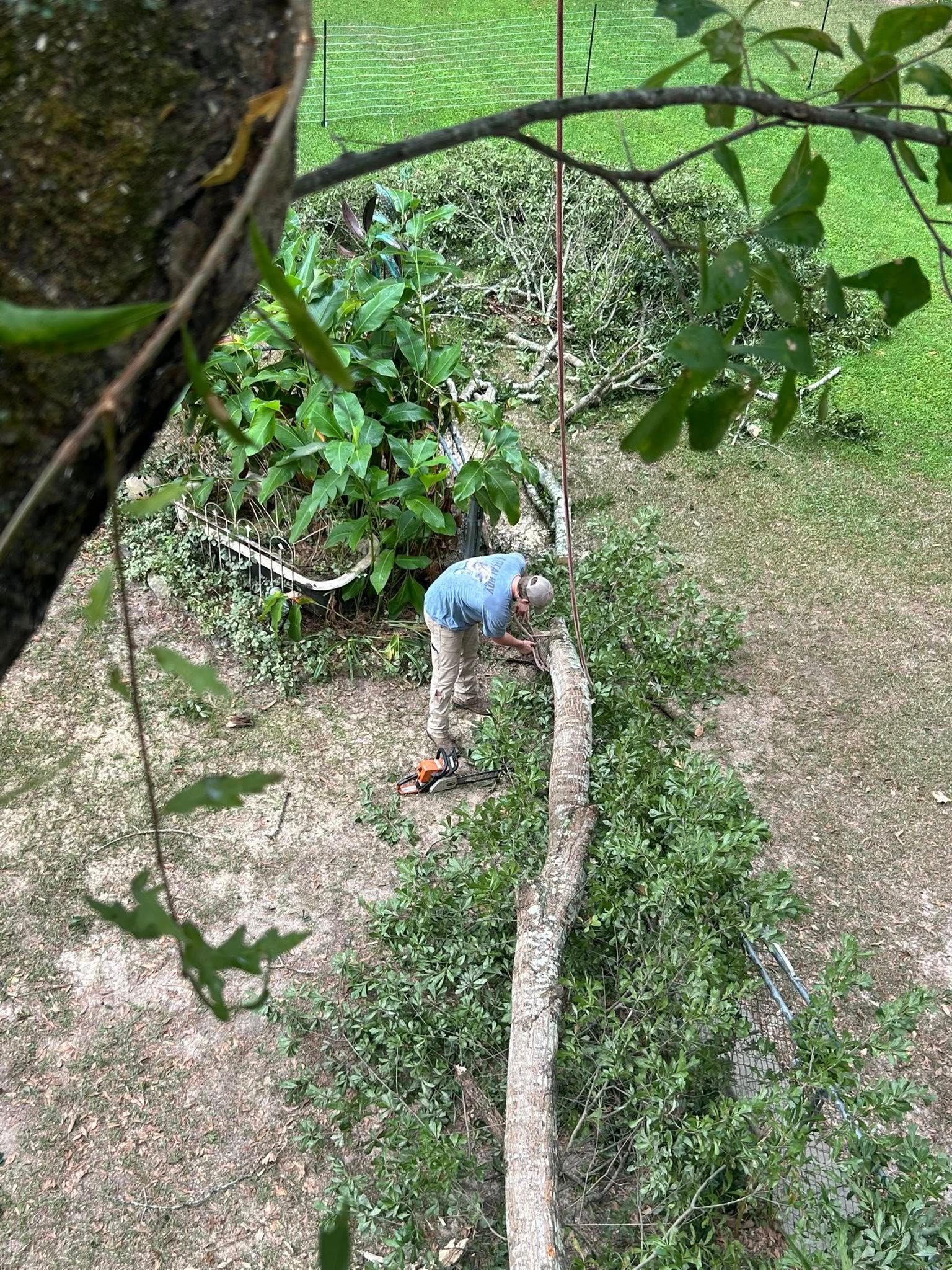 Person cutting a fallen tree trunk in a wooded area, with green foliage and grass around them.