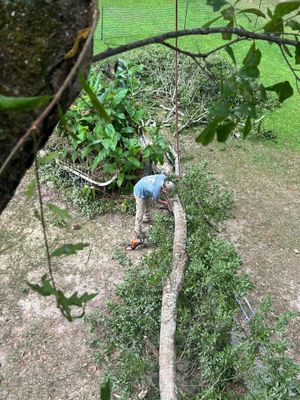 Person in a blue shirt trimming a long fallen tree branch in a leafy yard