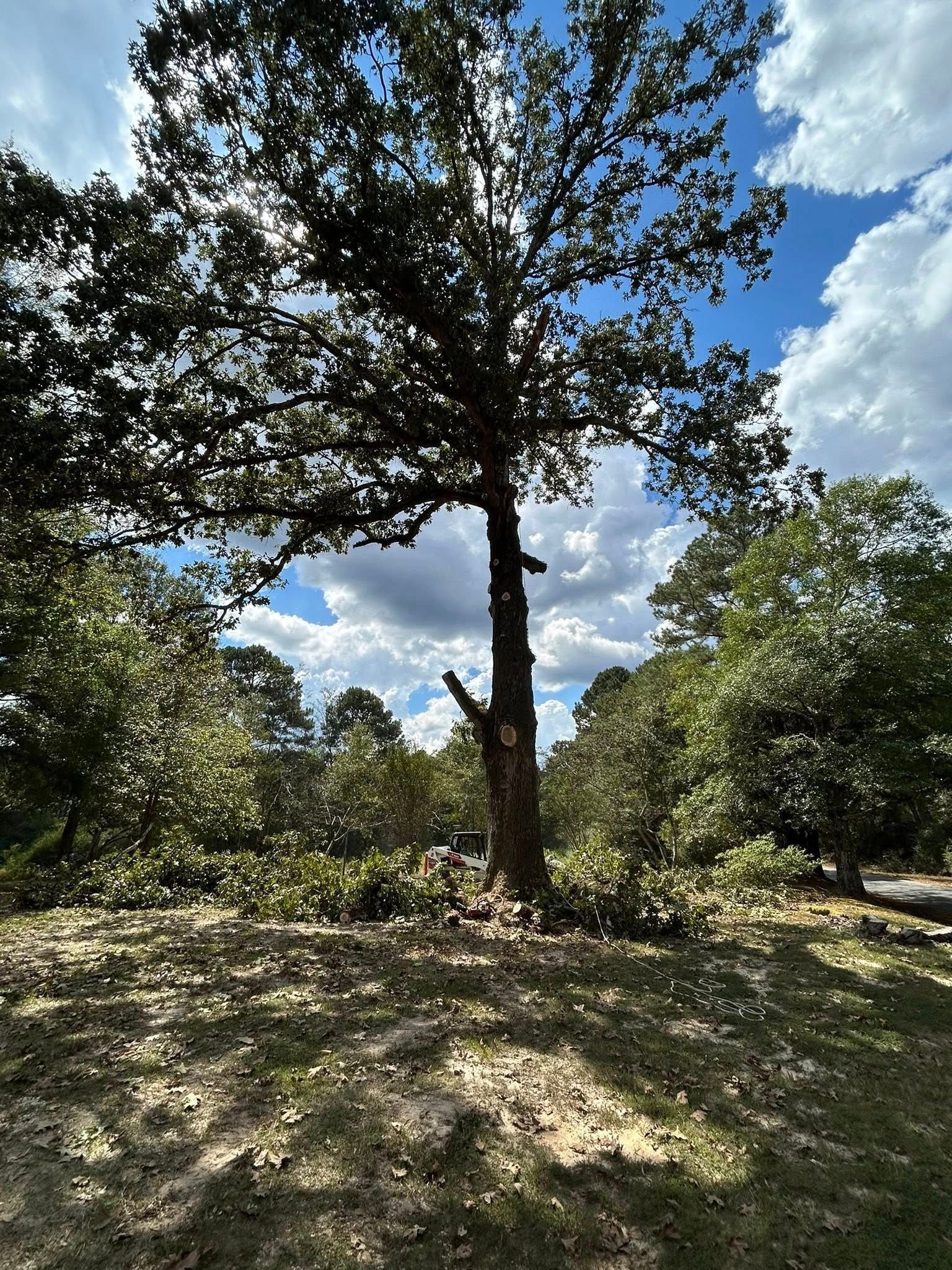 Tall tree in a sunny grassy clearing under a blue sky with scattered clouds.