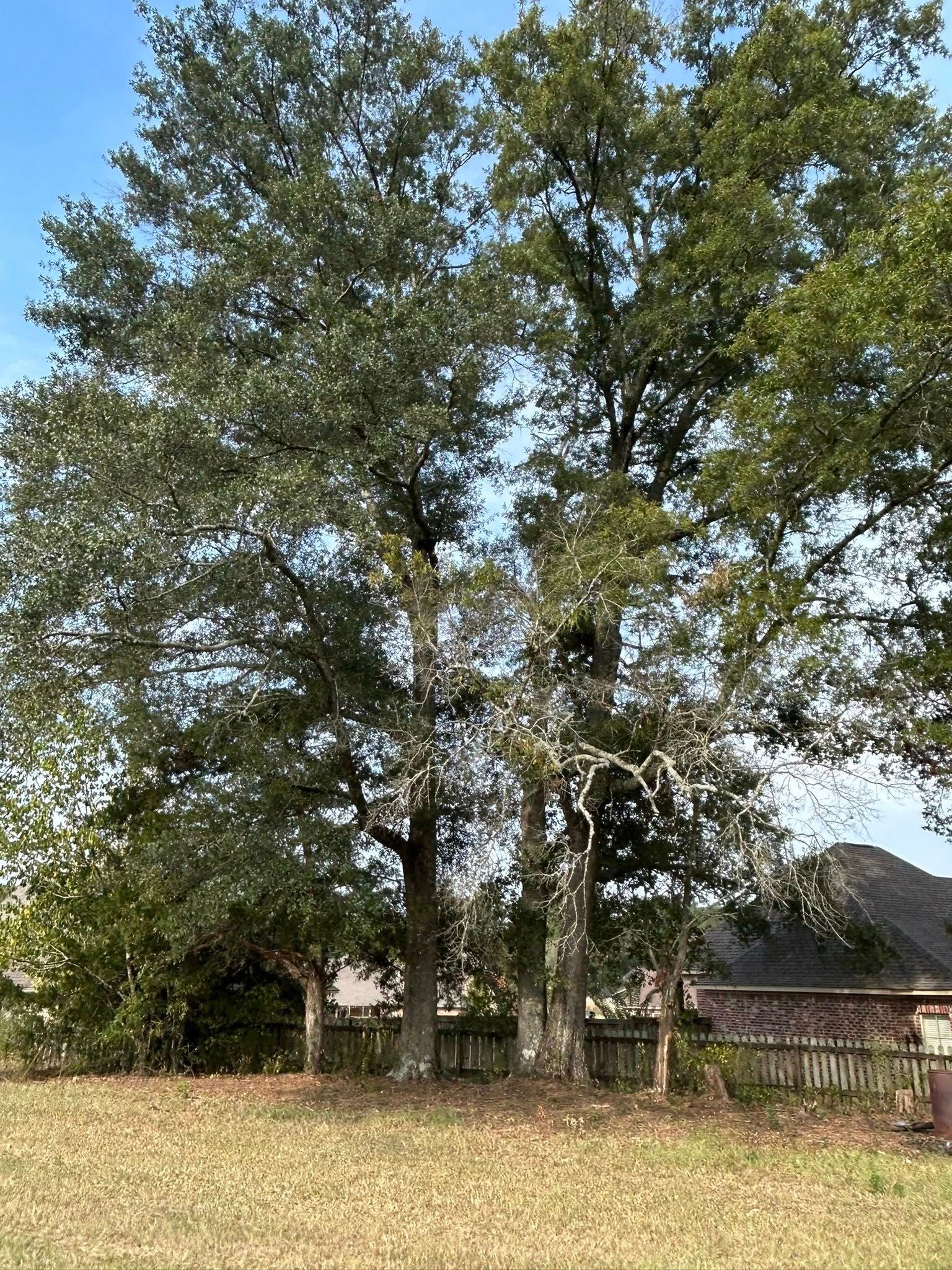 Large leafy tree in a grassy yard with a house and fence in the background.