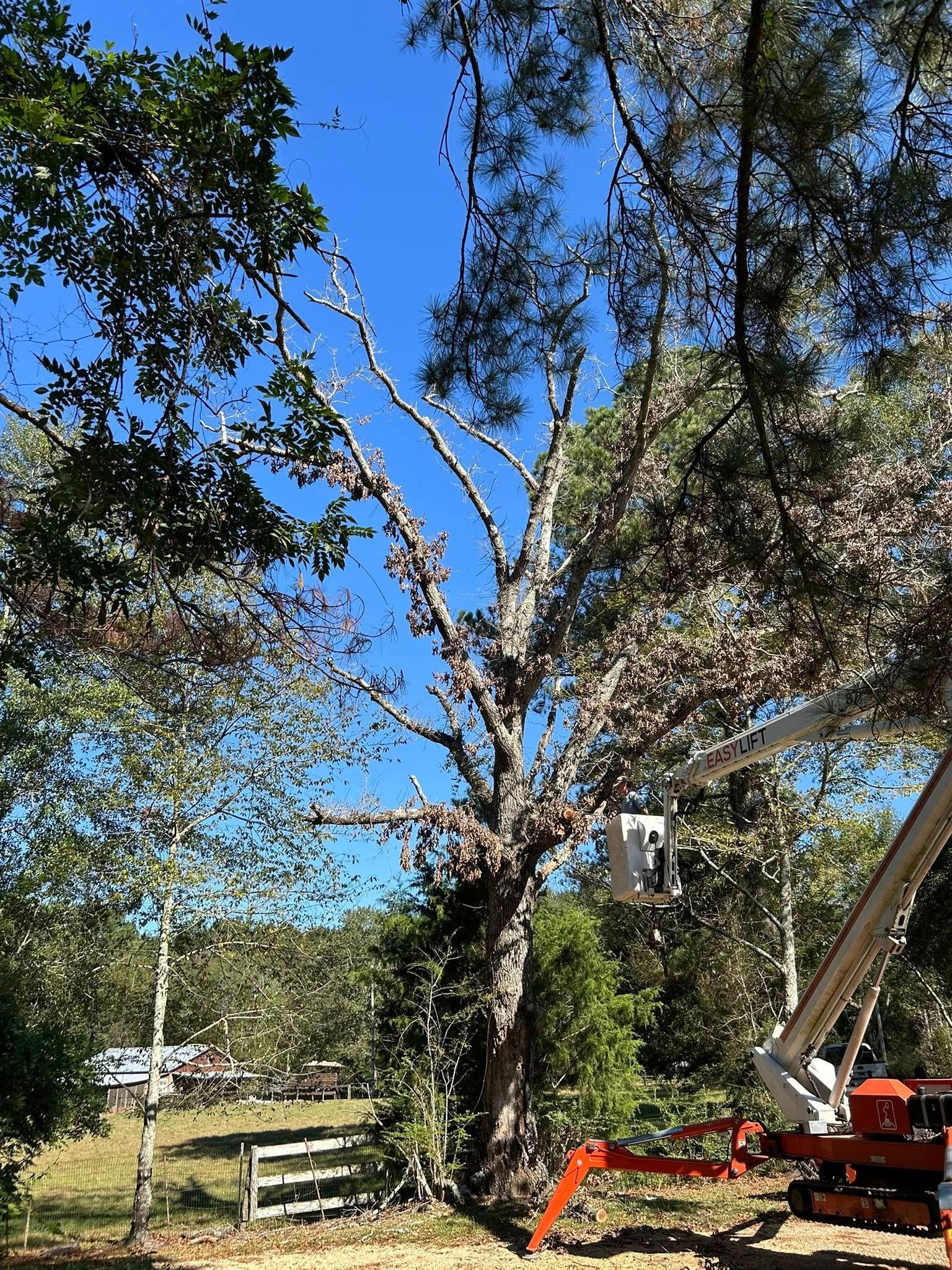 Tree being cut down by a red cherry picker in a sunny wooded yard