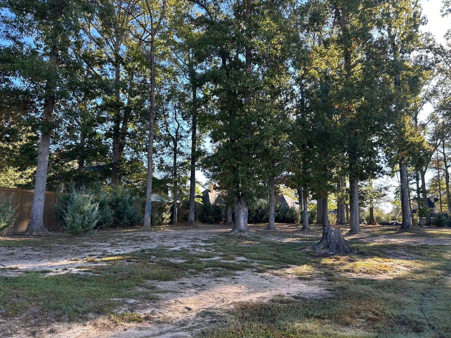 Tree-lined dirt clearing with sunlight and scattered shadows in a wooded area